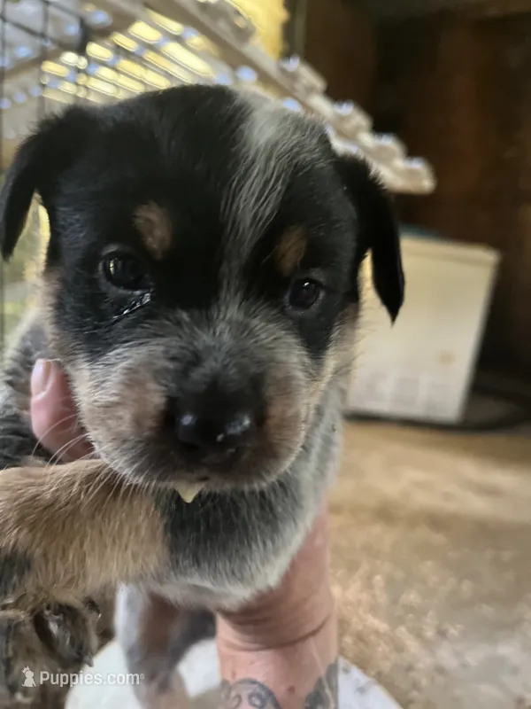 Male B – Australian Cattle Dog puppy for sale in Coal City, IN