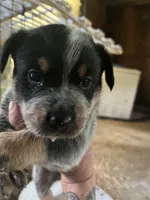 Male B, a male Australian Cattle Dog for sale in Coal City, IN – 1 of 2