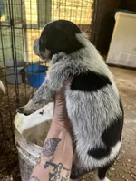 Male D, a male Australian Cattle Dog for sale in Coal City, IN – 2 of 2