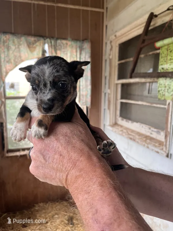 Nugget – Australian Cattle Dog, Chihuahua puppy for sale in Coal City, IN