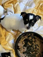 Female A, a female Chihuahua for sale in Coal City, IN – Photo 4 of 4