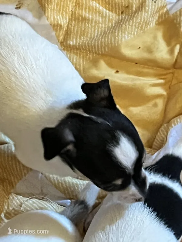 Female A – Chihuahua puppy for sale in Coal City, IN