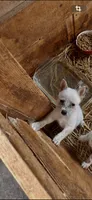 Male b, a male Australian Cattle Dog for sale in Coal City, IN – 3 of 3