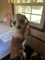 Male B, a male Chihuahua for sale in Coal City, IN – 1 of 4