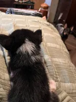 Tot , a female Pembroke Welsh Corgi for sale in Coal City, IN – 3 of 6