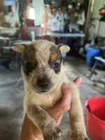 Female A, a female Australian Cattle Dog for sale in Coal City, IN – 1 of 2