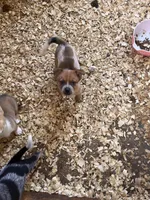 Male c, a male Australian Cattle Dog for sale in Coal City, IN – 4 of 6