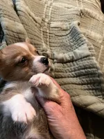Tater, a male Pembroke Welsh Corgi for sale in Coal City, IN – 3 of 5