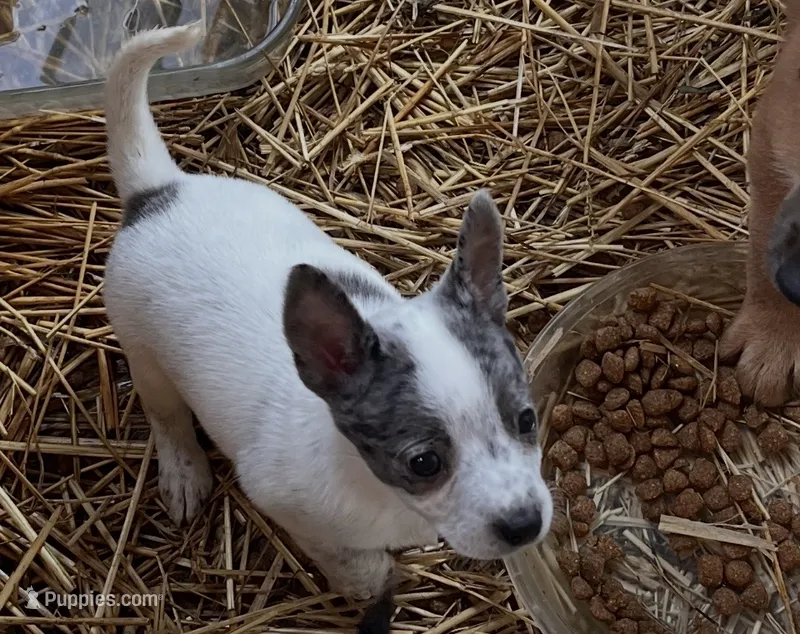 Chi 1 – Australian Cattle Dog, Chihuahua puppy for sale in Coal City, IN
