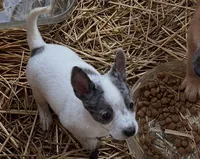 Chi 1, a female Australian Cattle Dog and Chihuahua for sale in Coal City, IN – 1 of 2