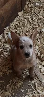 Male A, a male Australian Cattle Dog for sale in Coal City, IN – 6 of 6