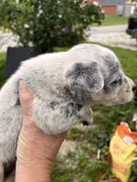Female B, a female Australian Cattle Dog for sale in Coal City, IN – 4 of 4