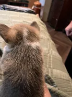 Tater, a male Pembroke Welsh Corgi for sale in Coal City, IN – 4 of 5