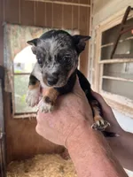 Nugget, a male Australian Cattle Dog and Chihuahua for sale in Coal City, IN – 4 of 5