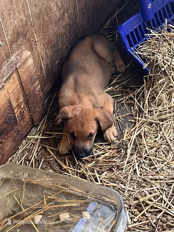 Cletus – Redbone Coonhound puppy for sale in Coal City, IN