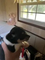 Male A, a male Chihuahua for sale in Coal City, IN – 5 of 5