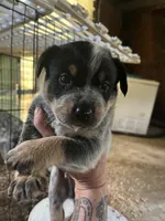 Male B, a male Australian Cattle Dog for sale in Coal City, IN – 2 of 2
