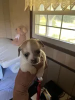 Male B, a male Chihuahua for sale in Coal City, IN – 2 of 4