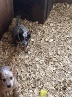 Female A, a female Australian Cattle Dog for sale in Coal City, IN – 2 of 4