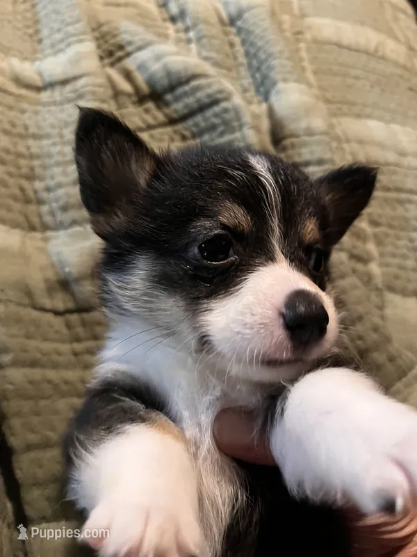 Tot  – Pembroke Welsh Corgi puppy for sale in Coal City, IN
