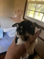 Male A, a male Chihuahua for sale in Coal City, IN – 3 of 5