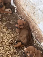 Cletus, a male Redbone Coonhound for sale in Coal City, IN – 3 of 4