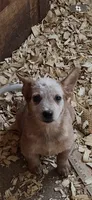 Male A, a male Australian Cattle Dog for sale in Coal City, IN – 5 of 6