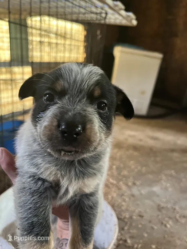 Male D – Australian Cattle Dog puppy for sale in Coal City, IN