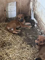 Cletus, a male Redbone Coonhound for sale in Coal City, IN – 4 of 4