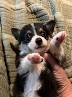 Tot , a female Pembroke Welsh Corgi for sale in Coal City, IN – 2 of 6