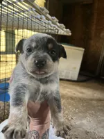 Male A, a male Australian Cattle Dog for sale in Coal City, IN – 2 of 2