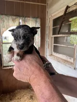 Nugget, a male Australian Cattle Dog and Chihuahua for sale in Coal City, IN – 2 of 5