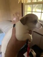 Male B, a male Chihuahua for sale in Coal City, IN – 3 of 4
