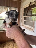 Nugget, a male Australian Cattle Dog and Chihuahua for sale in Coal City, IN – 5 of 5