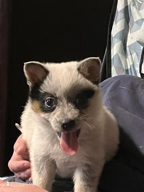 Female A – Australian Cattle Dog puppy for sale in Coal City, IN