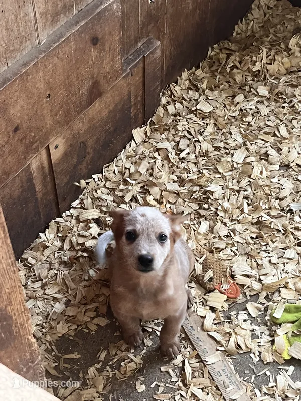 Male A – Australian Cattle Dog puppy for sale in Coal City, IN