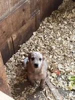 Male A, a male Australian Cattle Dog for sale in Coal City, IN – 1 of 6