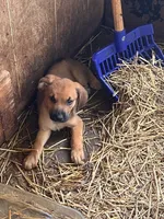 Cletus, a male Redbone Coonhound for sale in Coal City, IN – 2 of 4