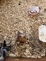 Male c, a male Australian Cattle Dog for sale in Coal City, IN – 5 of 6