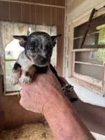Nugget, a male Australian Cattle Dog and Chihuahua for sale in Coal City, IN – 5 of 5