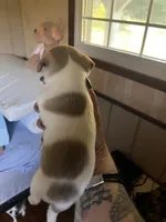 Male B, a male Chihuahua for sale in Coal City, IN – 4 of 4