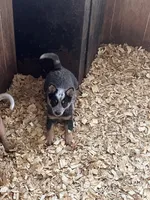 Female A, a female Australian Cattle Dog for sale in Coal City, IN – 3 of 4