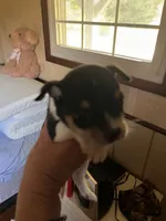 Male A, a male Chihuahua for sale in Coal City, IN – 2 of 5