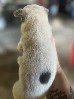 Female A, a female Australian Cattle Dog for sale in Coal City, IN – 2 of 2