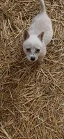 Male b, a male Australian Cattle Dog for sale in Coal City, IN – 2 of 3