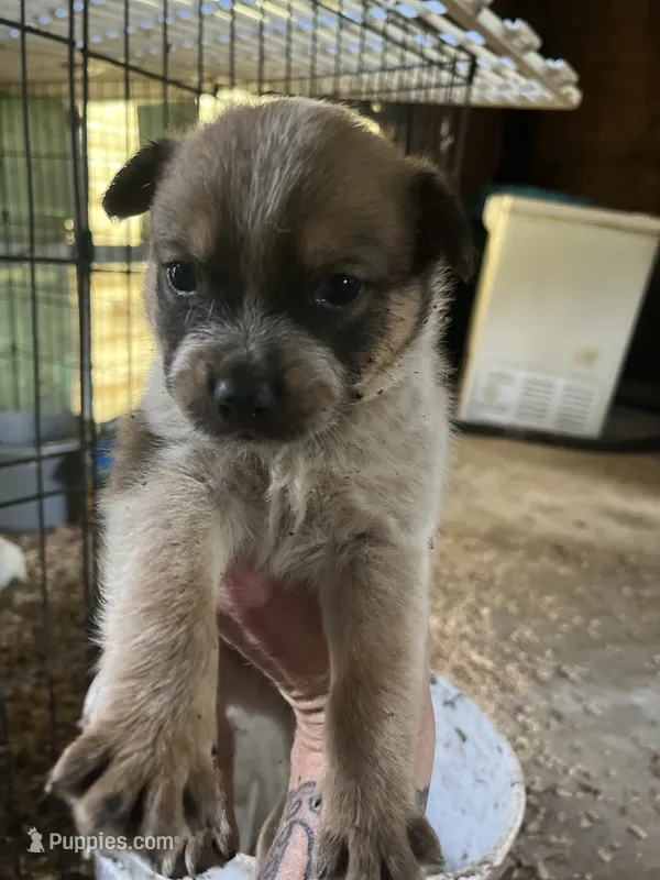 Make C – Australian Cattle Dog puppy for sale in Coal City, IN