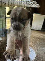 Make C, a male Australian Cattle Dog for sale in Coal City, IN – 1 of 2
