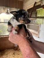 Nugget, a male Australian Cattle Dog and Chihuahua for sale in Coal City, IN – 4 of 5