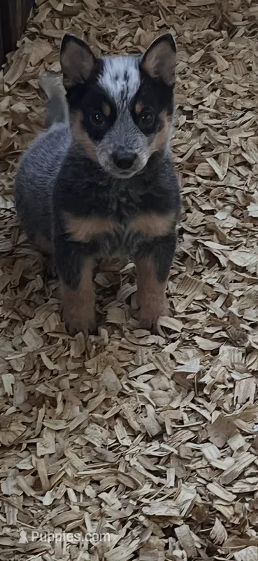 Female A – Australian Cattle Dog puppy for sale in Coal City, IN
