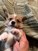 Tater, a male Pembroke Welsh Corgi for sale in Coal City, IN – 2 of 5
